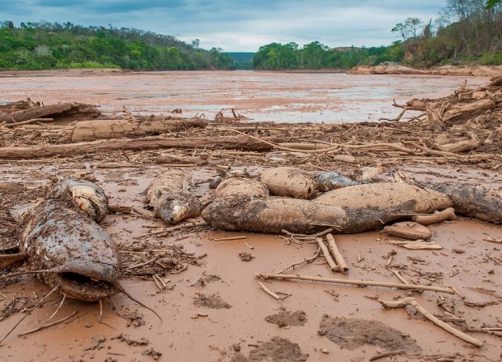 atingidos pela lama da samarco