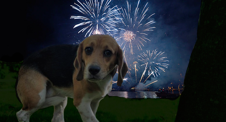 cachorro-com-medo-de-fogos