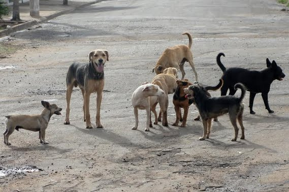 mp recomenda prefeitura sobre animais