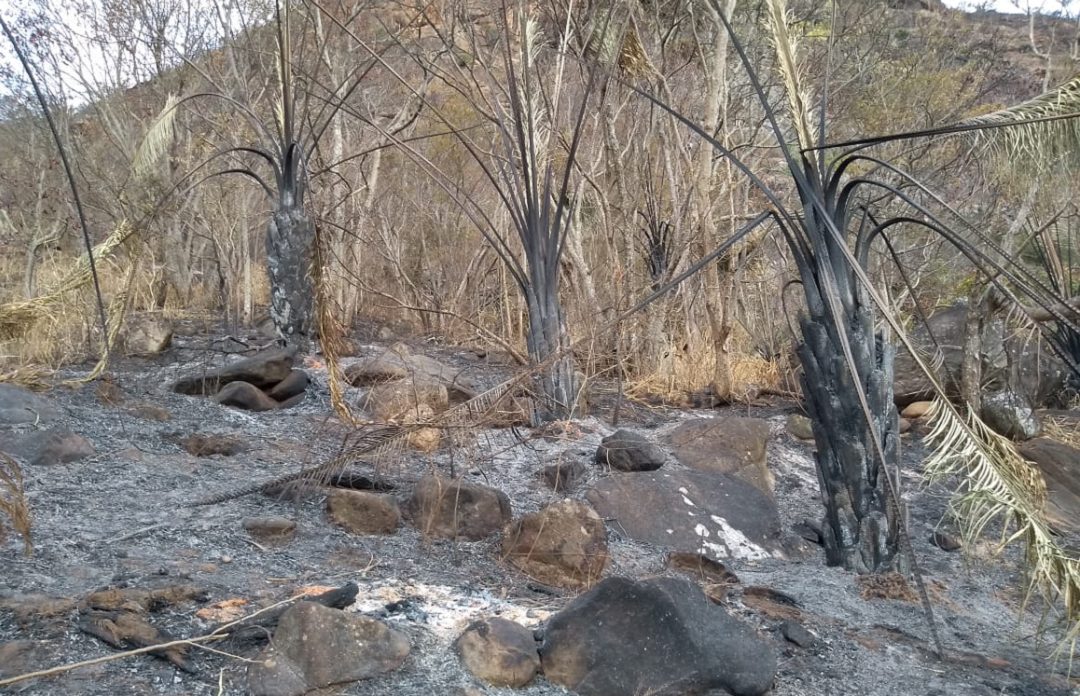 Polícia apura se houve ação humana no incêndio na ibituruna em valadares