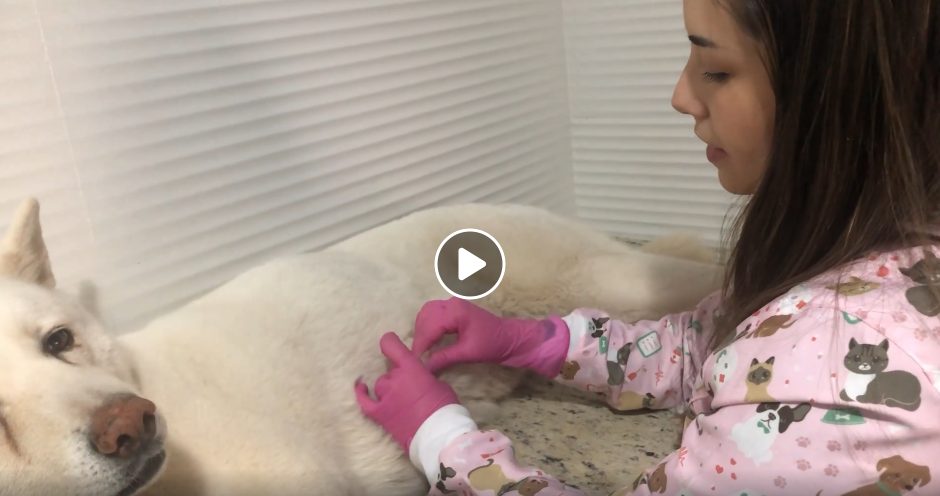 outubro rosa pet alerta para exames de mamas