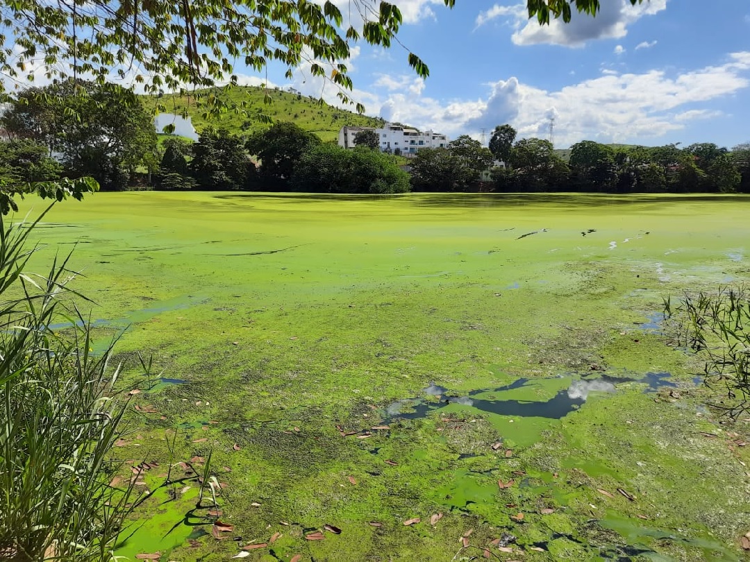 cianobactéria invadiu a lagoa no bairro Lagoa Santa