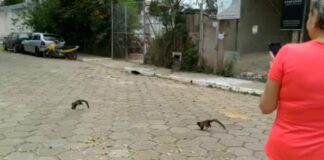 micos dão show na ilha na disputa por território