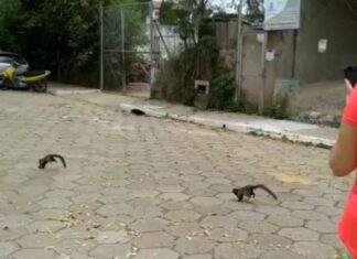 Micos disputam território na Ilha dos Araújos e atraem curiosos micos dão show na ilha na disputa por território