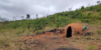 operação mata atlântica é lançada em mg