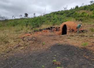 Operação Mata Atlântica em Pé é lançada em Minas Gerais e outros 16 estados operação mata atlântica é lançada em mg