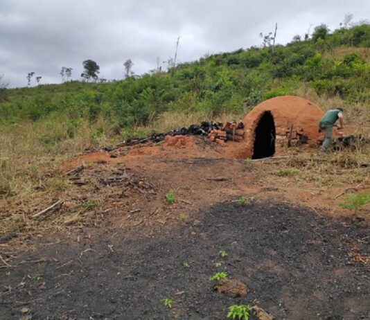operação mata atlântica é lançada em mg