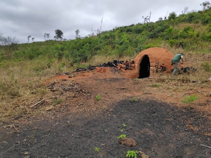 operação mata atlântica é lançada em mg