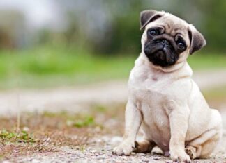 Animais esperam por uma família no Centro de Controle de Zoonoses