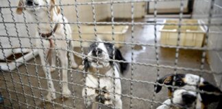 lei proíbe sacrifício de animais foi publicada nesta quinta dia 21