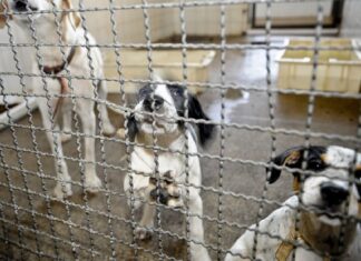 Publicada lei que proíbe sacrifício de animais pelas zoonoses lei proíbe sacrifício de animais foi publicada nesta quinta dia 21