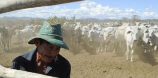 2ª etapa vacinação febre aftosa começou hoje dia 1 de novembro