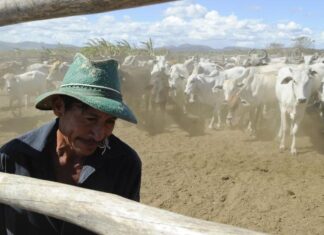2ª etapa da campanha de vacinação contra febre aftosa começou hoje 2ª etapa vacinação febre aftosa começou hoje dia 1 de novembro
