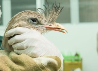 Impressora 3D ajuda a recuperar bico de seriema em zoo de SP
