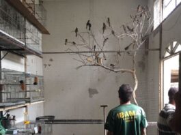 operação resgata aves em criadouros ilegais no leste de minas