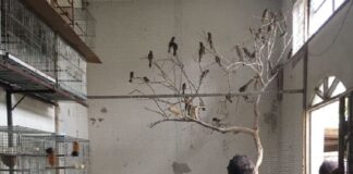 operação resgata aves em criadouros ilegais no leste de minas