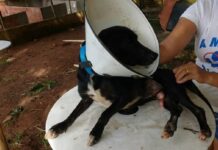 MPMG vai destinar até R$ 30 mil em insumos e produtos a entidades e protetores animais mpmg vai destinar insumos e produtos a entidades e protetores animais