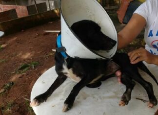 MPMG vai destinar até R$ 30 mil em insumos e produtos a entidades e protetores animais mpmg vai destinar insumos e produtos a entidades e protetores animais