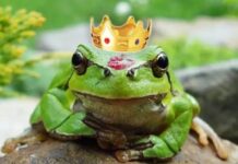 A PRINCESA VIROU SAPO! a princesa virou sapo