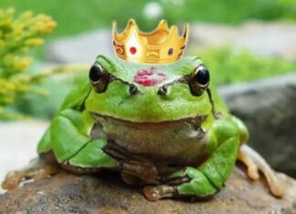 A PRINCESA VIROU SAPO! a princesa virou sapo