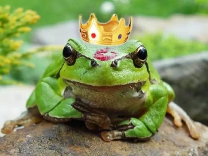a princesa virou sapo